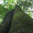 萬木林自然保護區