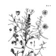 露果豬毛菜 露果豬毛菜