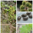 蓖麻(大戟目大戟科植物) 蓖麻(大戟目大戟科植物)