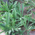 山苦蕒(桔梗目菊科植物)