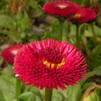 雛菊(菊目菊科植物) 雛菊(菊目菊科植物)