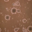 癌幹細胞