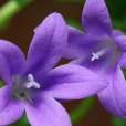 風鈴草屬(Campanula) 風鈴草屬(Campanula)