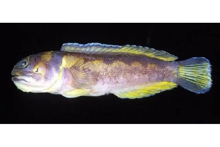 霍氏後頜魚 霍氏後頜魚