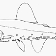 短頭眶燈魚 短頭眶燈魚