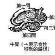 反芻胃 反芻胃
