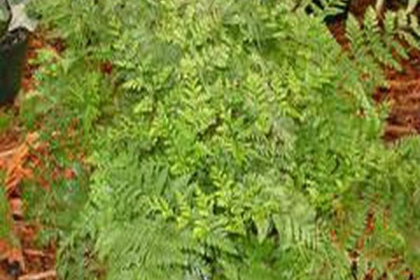 Davallia fejeensis