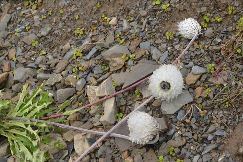 絲苞菊屬 絲苞菊屬