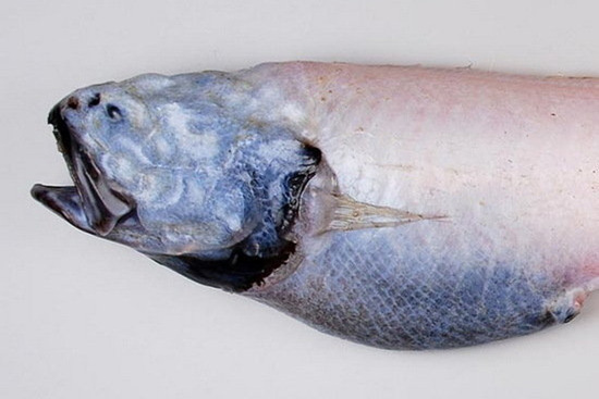 平頭魚 平頭魚