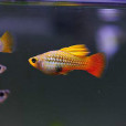 金牡丹魚 金牡丹魚