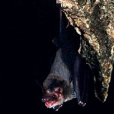 泰國豬鼻蝙蝠