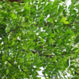 黃檀 黃檀