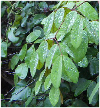 大葉雲實(鐵藤根) 大葉雲實(鐵藤根)