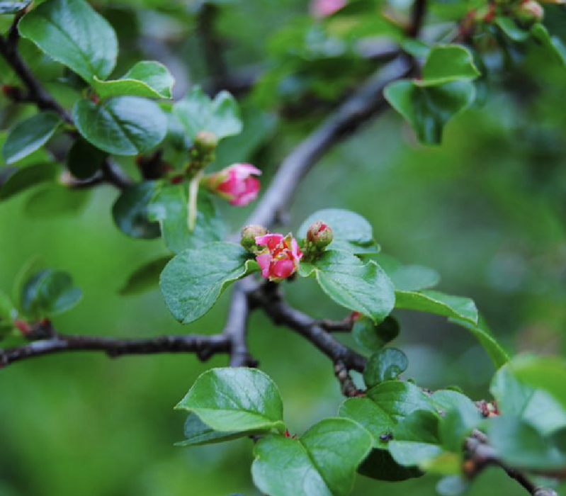 細尖栒子 細尖栒子