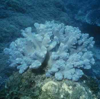 圓實冠形軟珊瑚