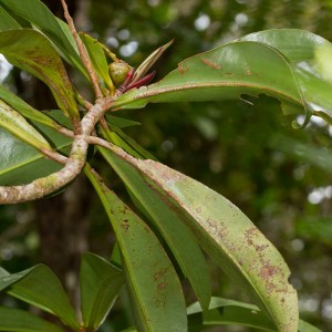 Tapeinosperma vieillardii