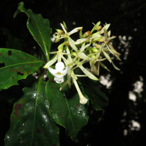 Arachnothryx monteverdensis