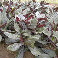 紅鳳菜(紫背菜（菊科植物）)