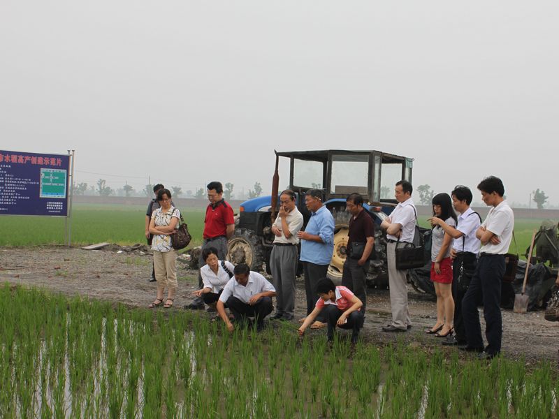 水稻種植業