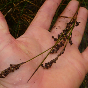 Juncus kraussii