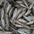 山舌魚 山舌魚
