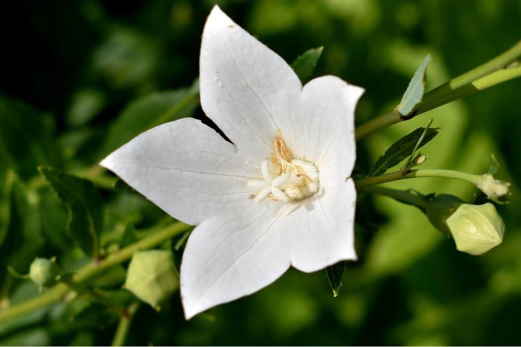 白花(1) 白花(1)