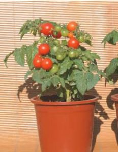 矮化後種植在花盆裡的番茄