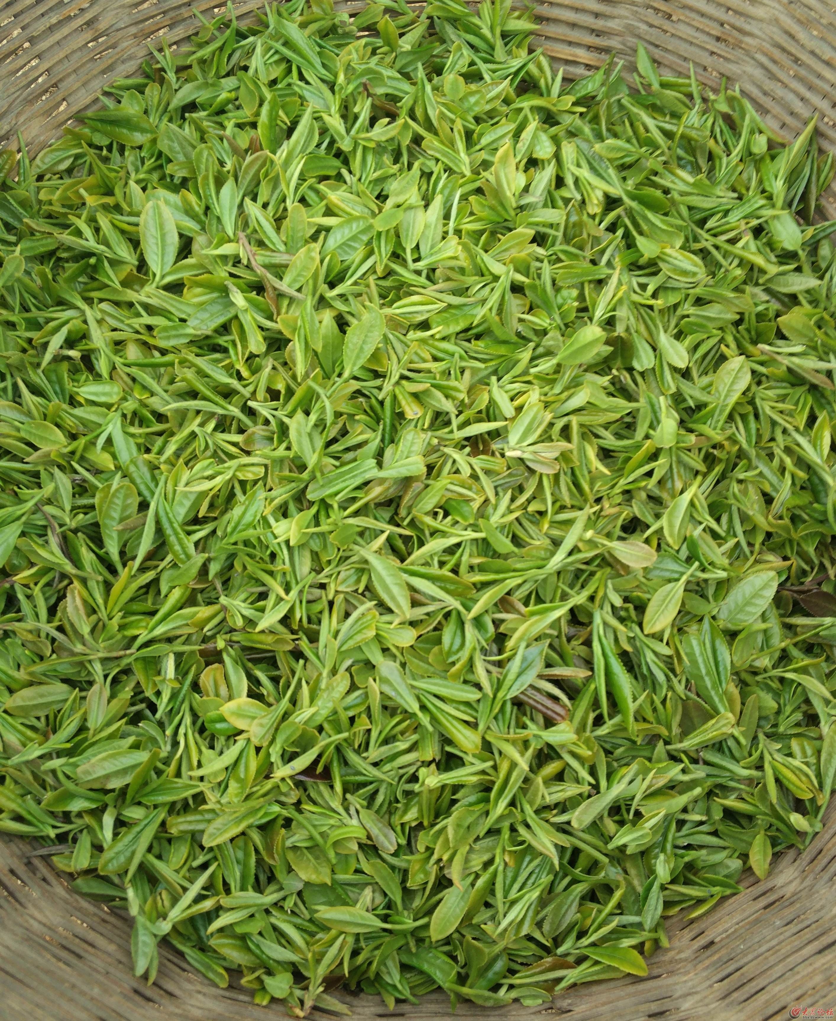 沂水綠茶