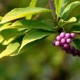 廣東紫珠(馬鞭草科植物)