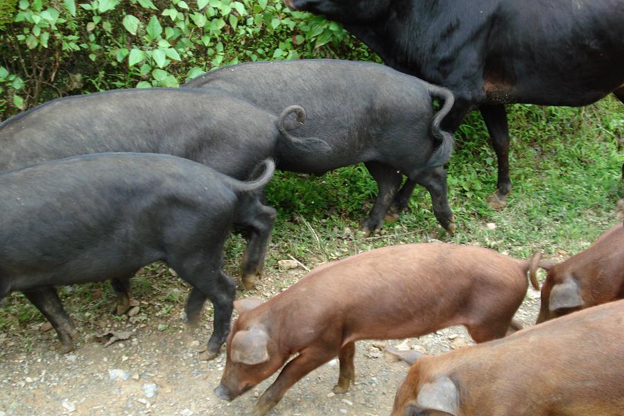 竹麻林自然村生豬養殖業