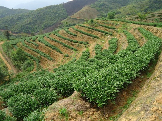 茶農直銷網