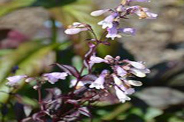 Penstemon digitalis \x27Blackbeard\x27 Penstemon digitalis \x27Blackbeard\x27