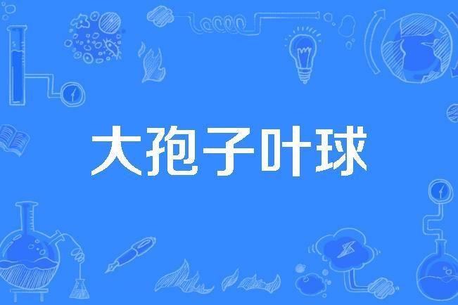 大孢子葉球 大孢子葉球