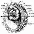 內胚層盤 內胚層盤