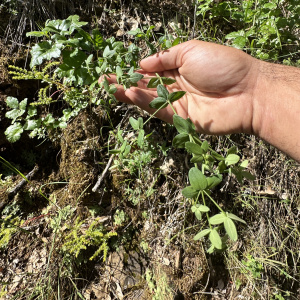 Galium sparsiflorum