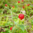 濮科花4號 濮科花4號