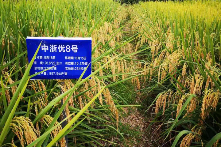 中浙優8號 中浙優8號