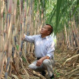 日本蜜蔗 日本蜜蔗