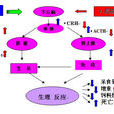 γ(γ(希臘字母Γ小寫)) γ(γ(希臘字母Γ小寫))