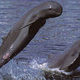淡水海豚