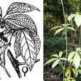 毛枝崖爬藤(植物) 毛枝崖爬藤(植物)