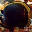 黃吻蝴蝶魚
