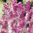 禾穀鹿角珊瑚