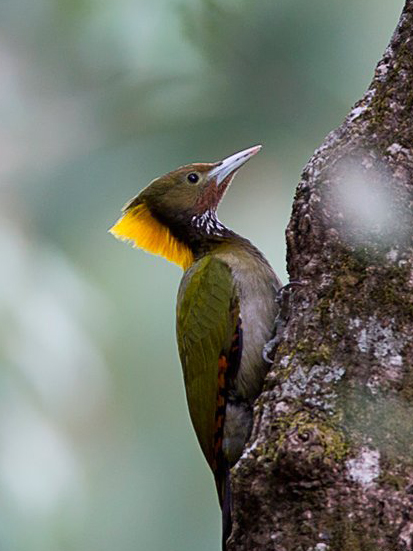 大黃冠啄木鳥蘇門答臘西南亞種