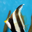 金口馬夫魚(羽毛關刀) 金口馬夫魚(羽毛關刀)