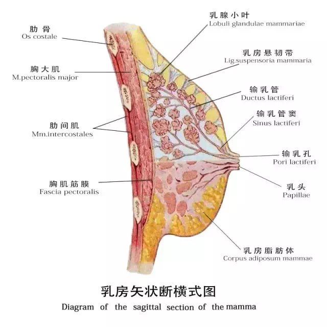 乳頭肥大 乳頭肥大