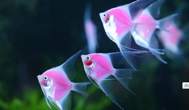 螢光魚
