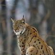 Lucid Lynx