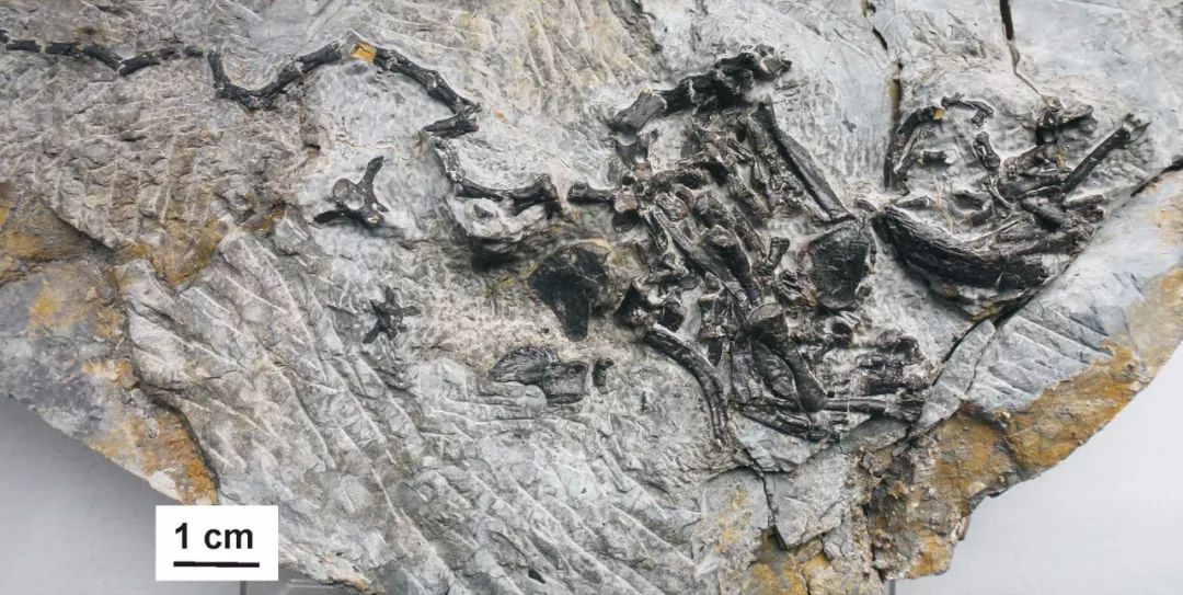 癌症有多古老？化石證據顯示，恐龍時代動物就被它折磨得夠慘