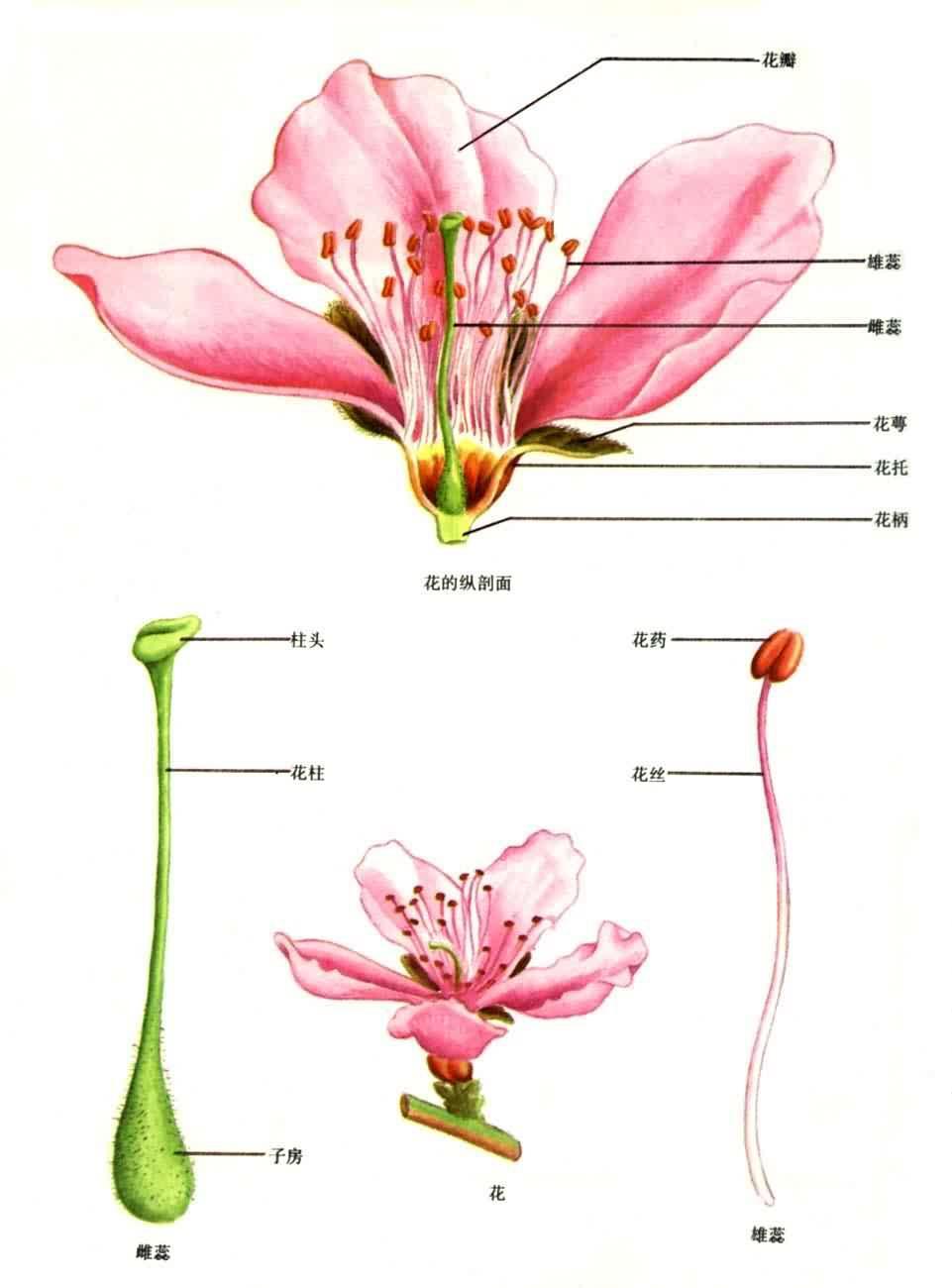 花萼在花朵中的位置